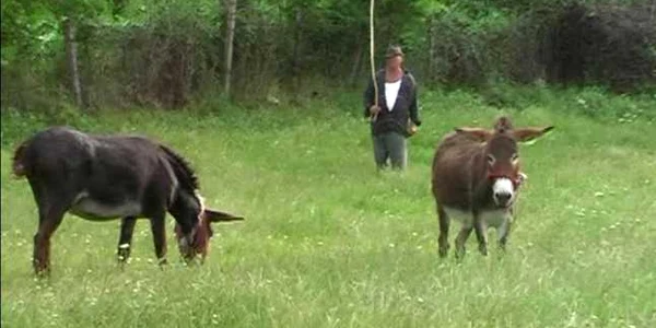 magarusi