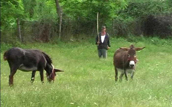 Magari folositi la transportul turistilor pe munte