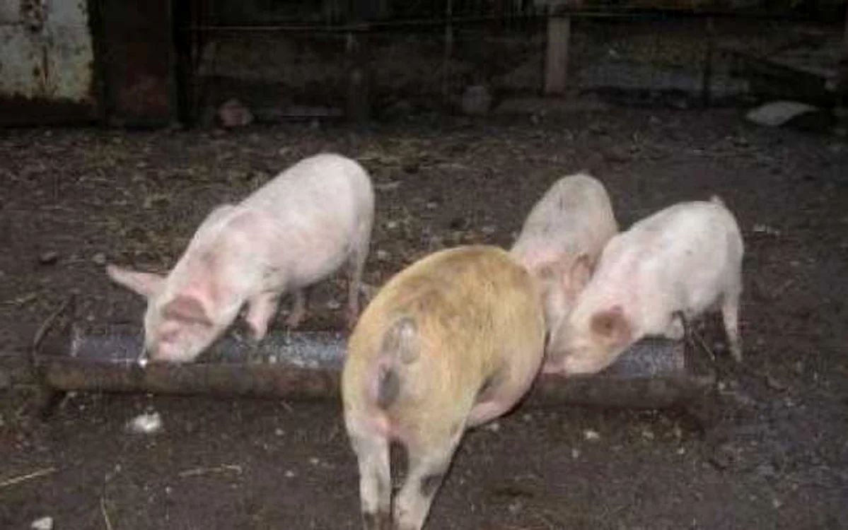 Animalele din gospodăriile sibienilor trebuiesc "pontate" la primărie.