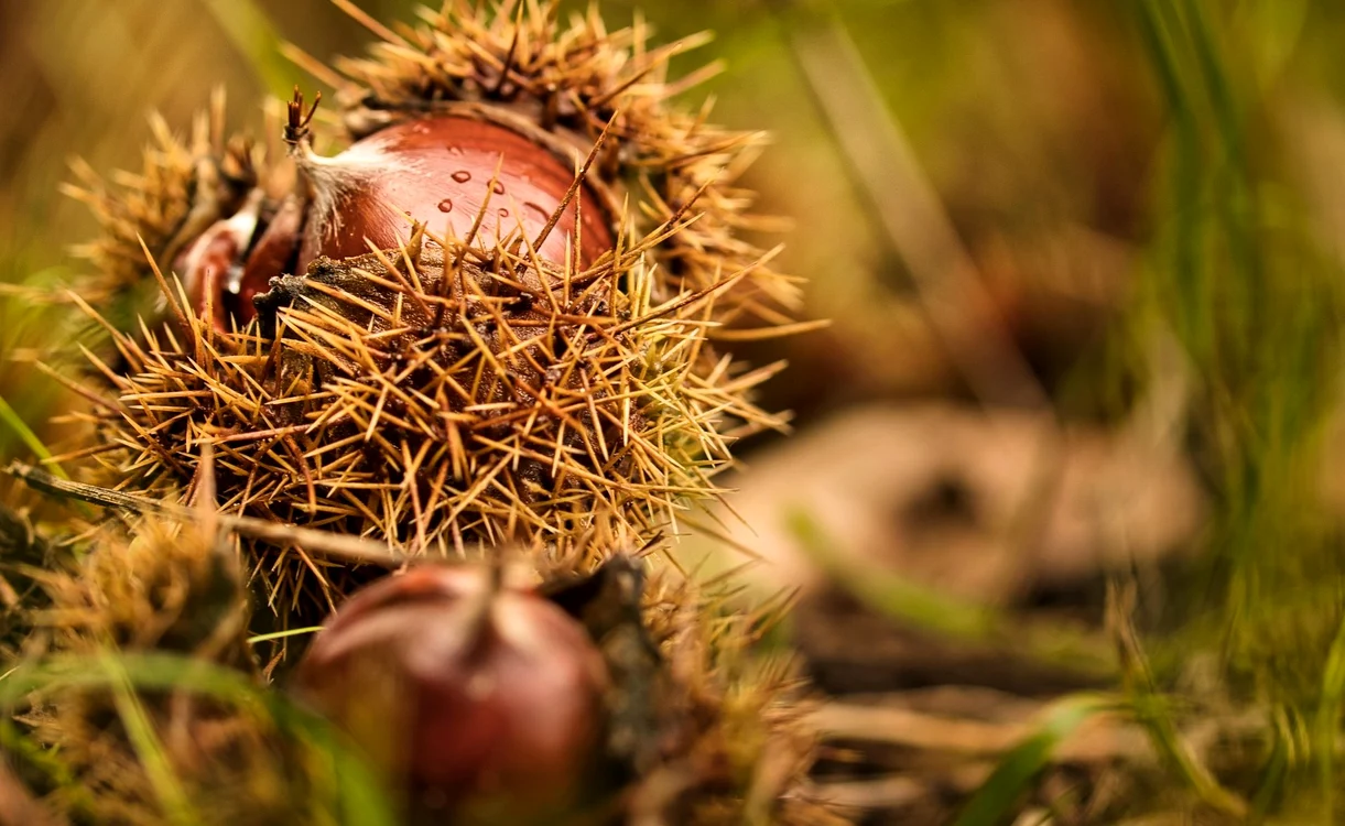 Castane comestibile.