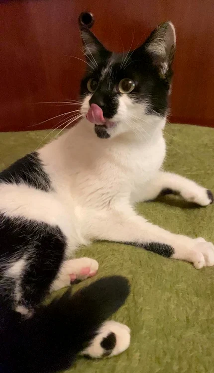 Motanul este acum sterilizat și pregătit de adopție
