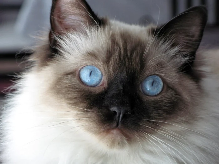 rase de pisici cu blana lunga ragdoll