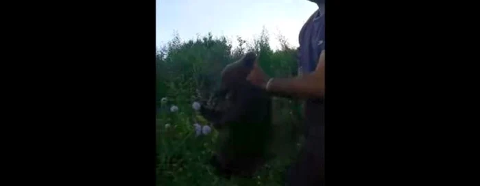 Ursuleţul a fost împuns cu un băţ, spre amuzamentul oamenilor din apropiere. FOTO: Captură video