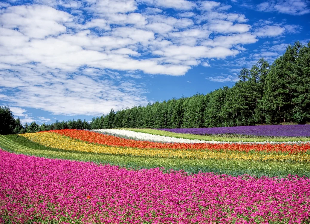 Floarea de vanilie trăiește doar 12 ore / FOTO: Pixabay