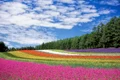 flower field 250016 1280 jpg
