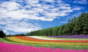 flower field 250016 1280 jpg