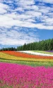 flower field 250016 1280 jpg