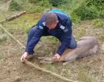 Căprioara a fost eliberată de jandarmi FOTO Captură video