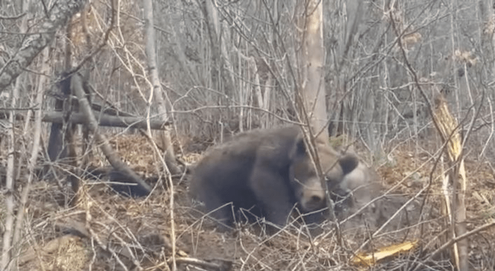 Ursuleț salvat de Crăciun, în Munții Bistriței. Puiul era captiv într-un laț de sârmă VIDEO