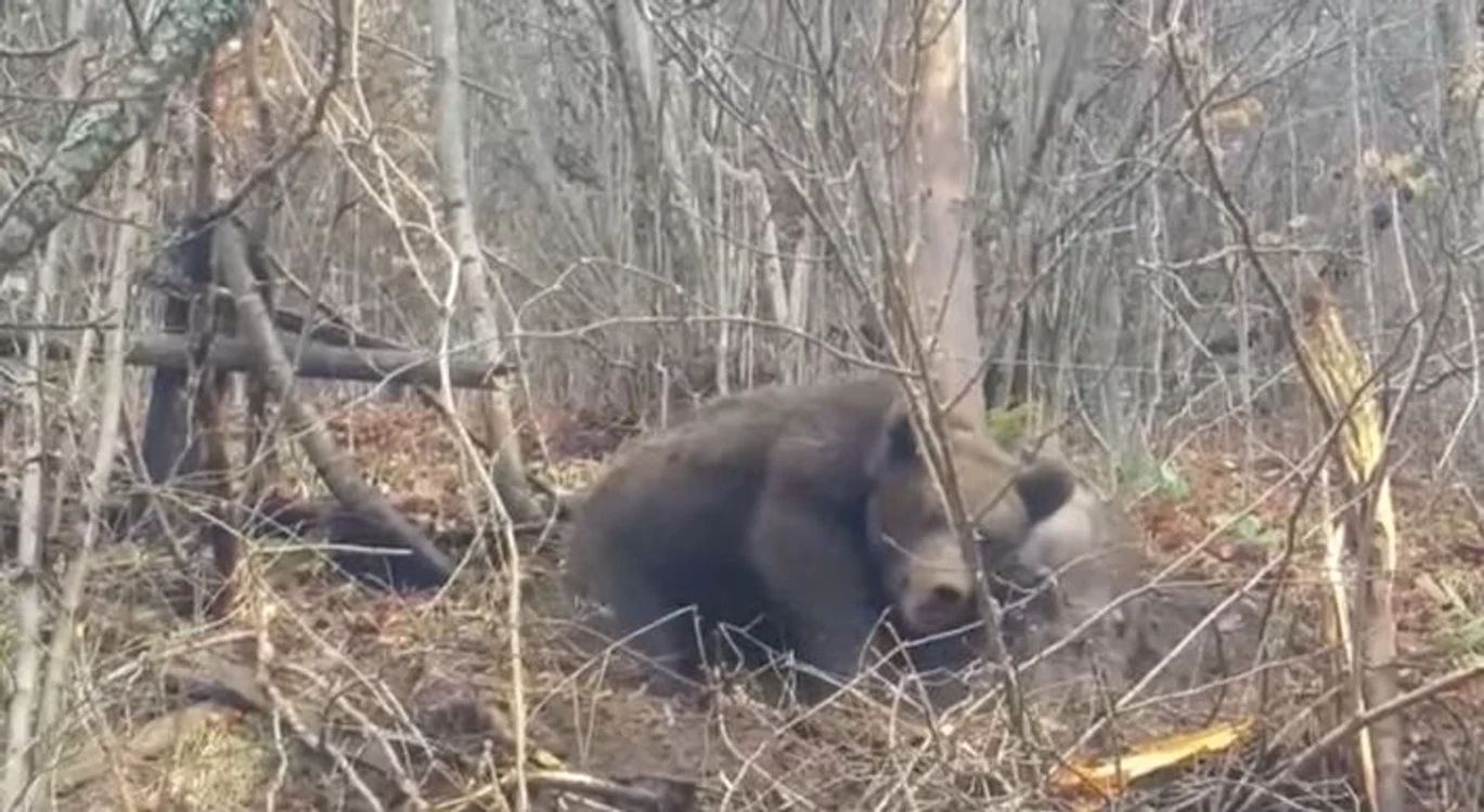 Puiul de urs a fost salvat de jandarmi. FOTO Captură video