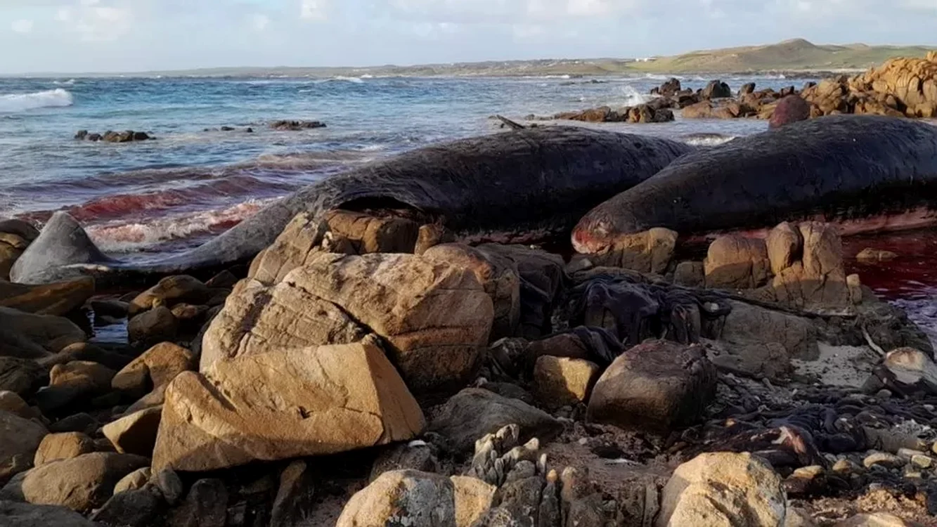 Cașaloți morți pe o plajă din Tasmania / Foto Sarah Baldock via BBC.com