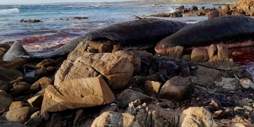 Cașaloți morți pe o plajă din Australia / Foto Sarah Baldock via BBC.com