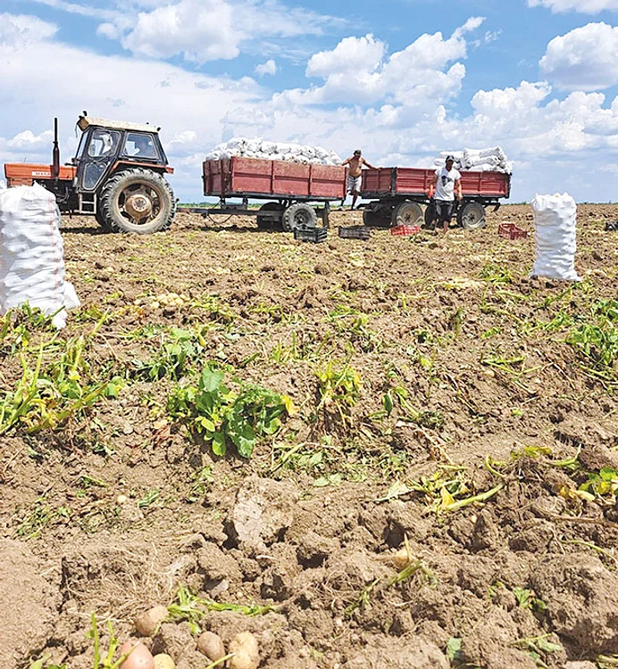 Muncitorii primesc 150 de lei pe zi de recoltare. Foto: Adevărul
