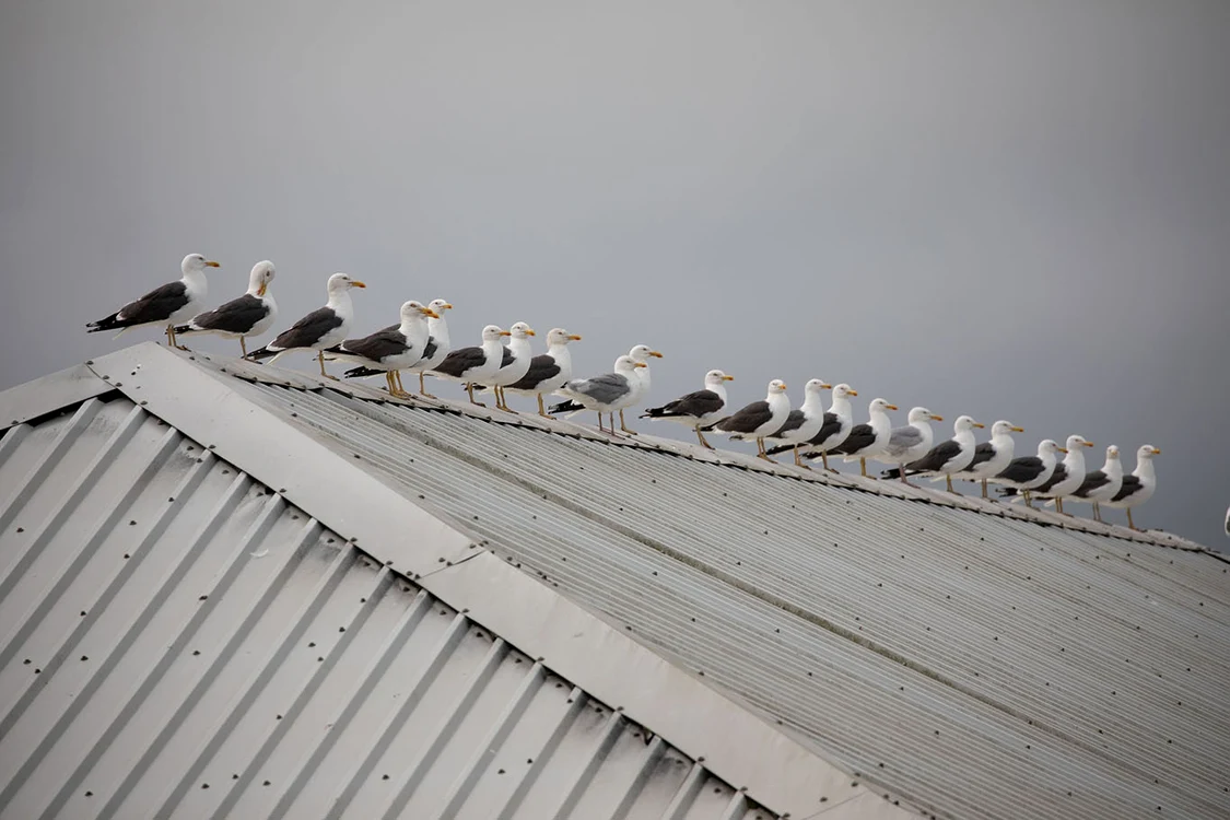 Ce fac pescărușii înainte să-ți fure mâncarea de pe plajă / foto: arhiva Click!