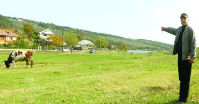 Iaşi: REGIUNEA PE SCURT / Vacile sătenilor din Şorogari înlocuite de sculpturi
