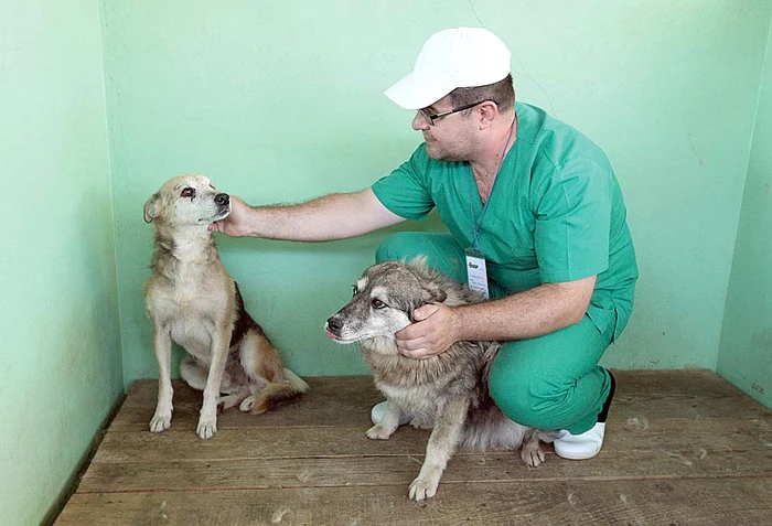 Îngrijitorul de la adăpostul hingherilor încearcă să liniştească animalele speriate