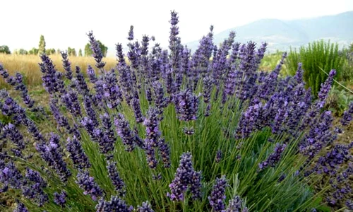 lavanda jpeg