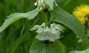 ungurasul doxologia ro  0 jpeg