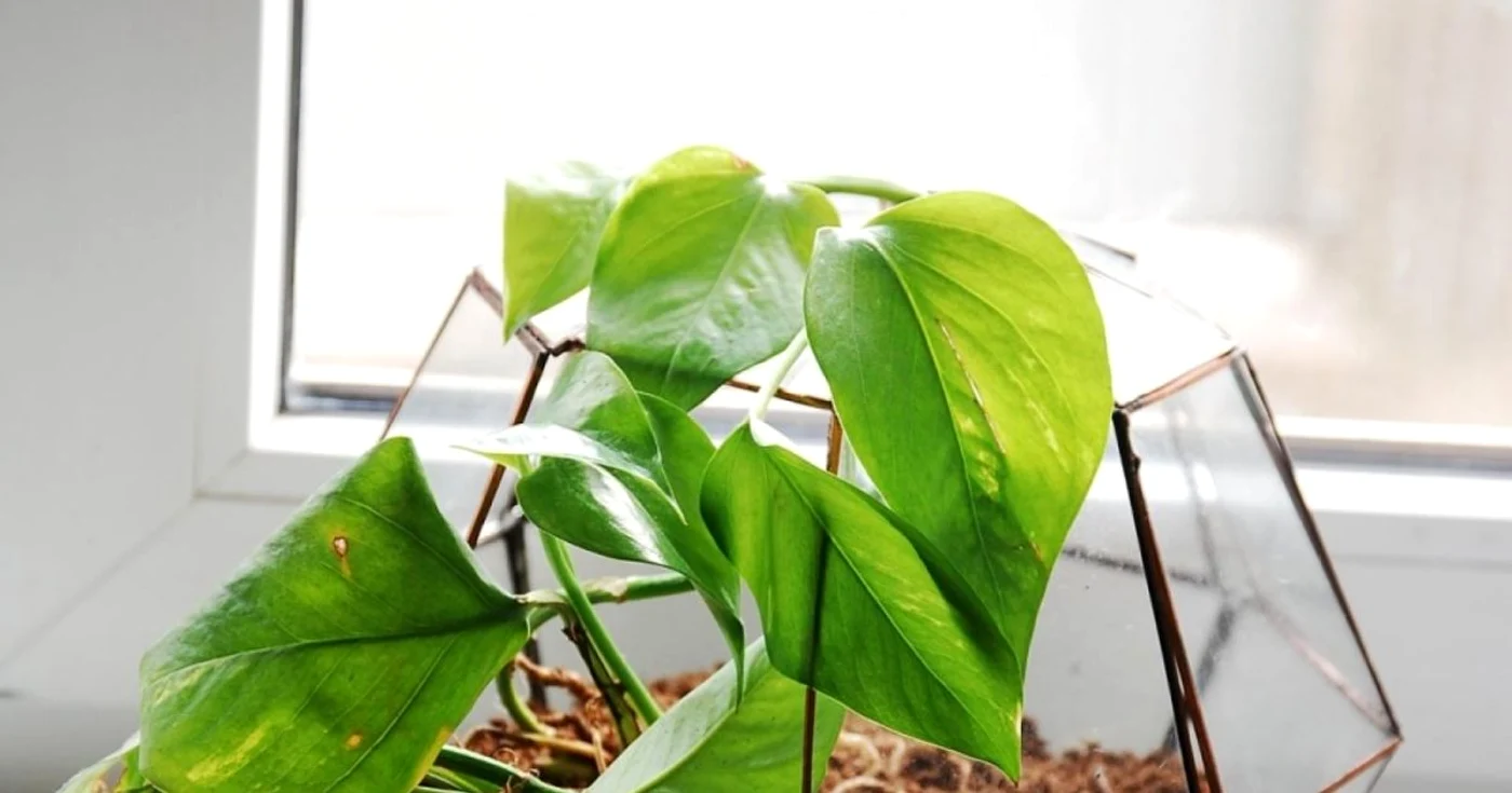 terrarium