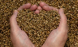 cele mai bune seminte pentru organism jpeg