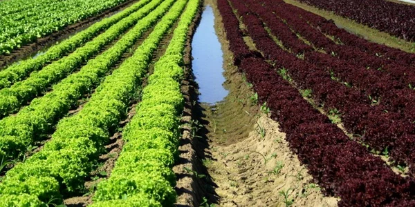 agricultura camp