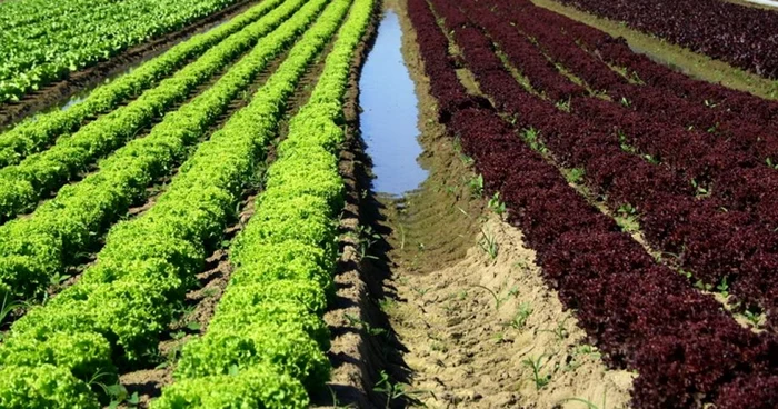 Cercetătorii vor dezbate despre perspectivele agriculturii. FOTO: Adevărul