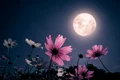 Luna  foto   Shutterstock jpg