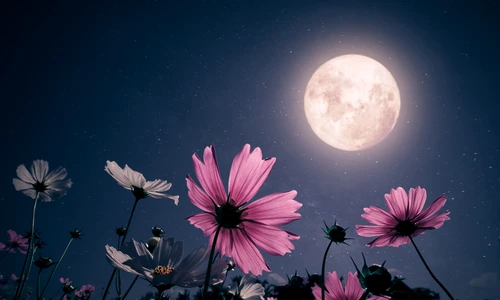 Luna  foto   Shutterstock jpg