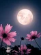 Luna  foto   Shutterstock jpg