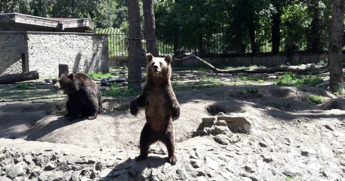 Grădina Zoologică din Timişoara FOTO Ş.Both