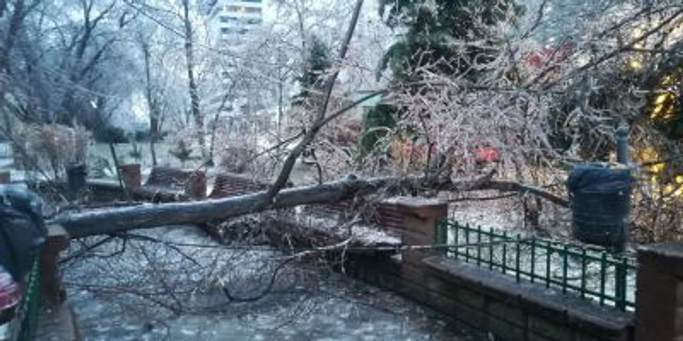 copaci cazuit polei foto iulina birzoi