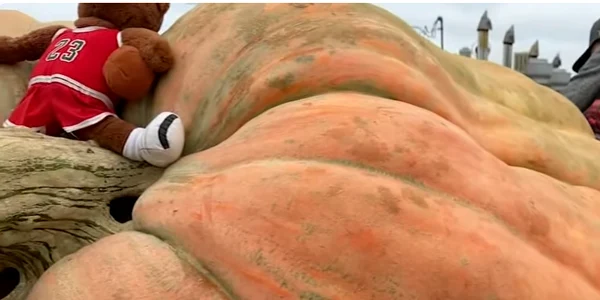Dovleac Gigant  Captura video Youtube ABC7News png