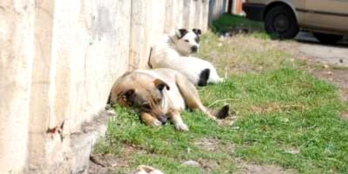 Câinii comuntari sunt încă în număr mare pe străzile municpiului