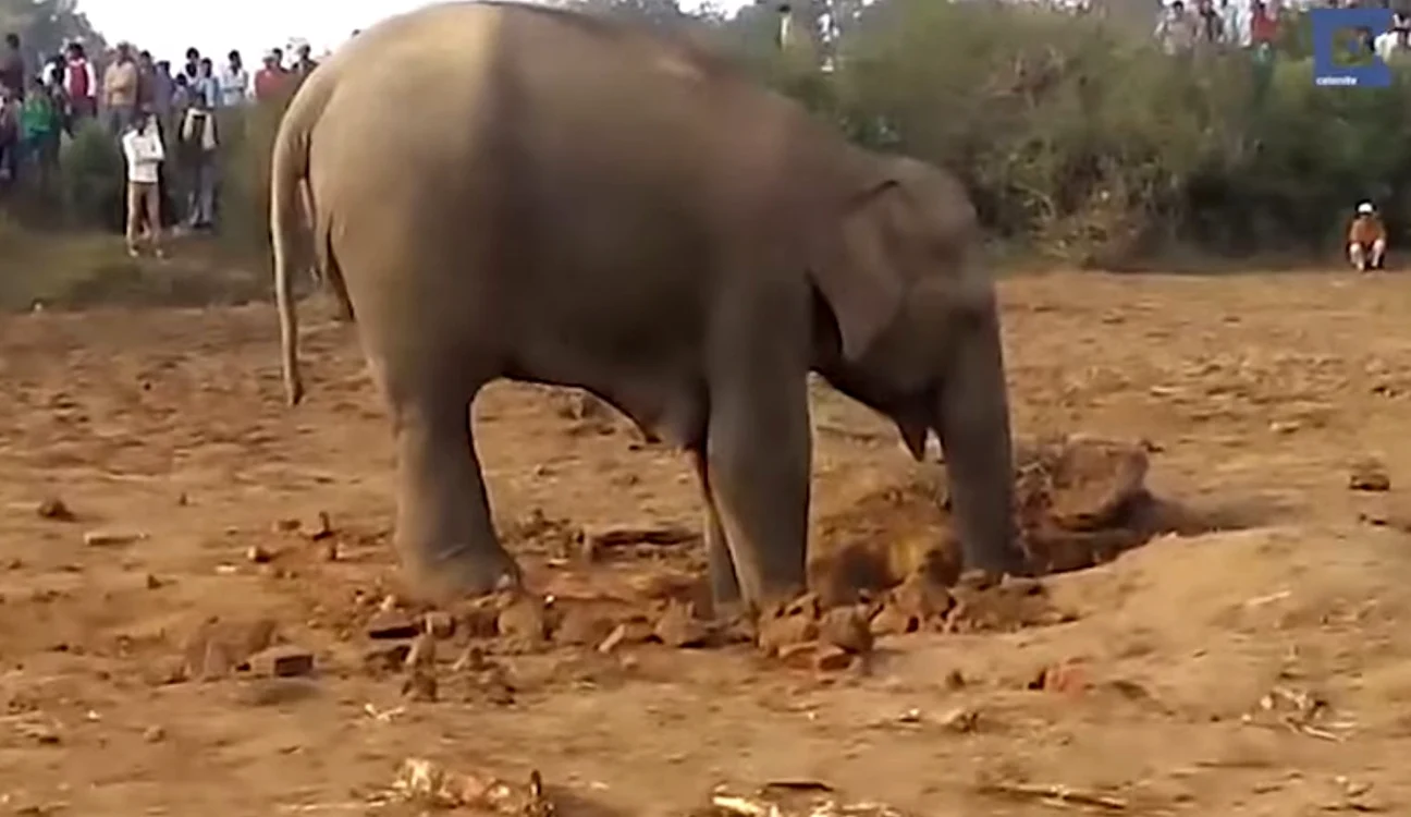 
    Mama elefant a săpat timp de 11 ore pentru a-şi scoate puiul din groapăcaptură video  
