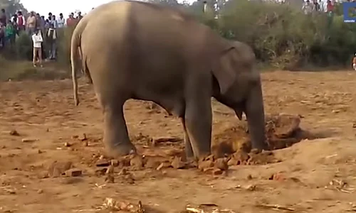 elefant groapa pui jpeg