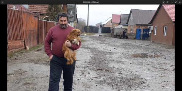Campanie de sterilizare a câinilor la Sânpetru