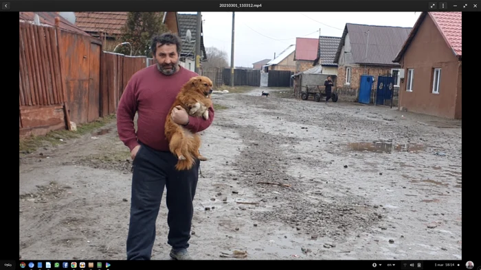 Unul dintre priii câini din Sânpetru care a fost sterilizat prin campania gratuită a Asociaţiei „Milioane de Prieteni”. FOTO: Asociaţia „Milioane de Prieteni”