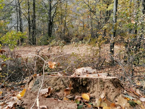 jaful din pădurea strehareţi - foto alina mitran