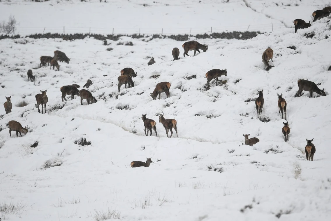Furtuna Darcy loveşte Germania şi Olanda. FOTO Gettyimages