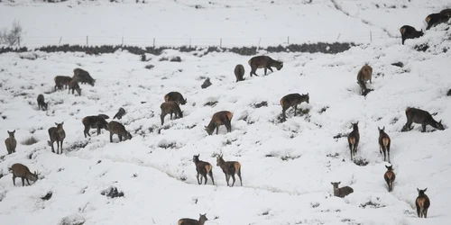 Furtuna Darcy loveşte Germania şi Olanda. FOTO Gettyimages