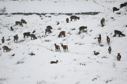 Furtuna Darcy loveşte Germania şi Olanda. FOTO Gettyimages