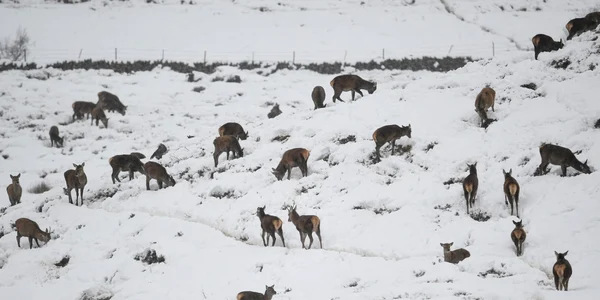 Furtuna Darcy loveşte Germania şi Olanda. FOTO Gettyimages