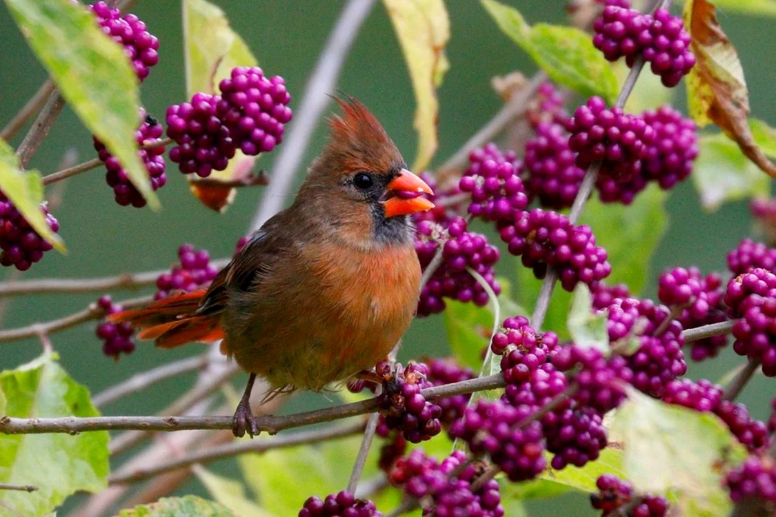 Pasăre într-un arbust fructifer sănătos Foto Garden for Wildlife
