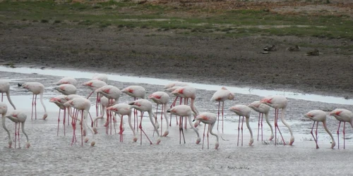 Flamingo in Delta Dunarii- ARBDD - Administratia Rezervatiei Biosferei Delta Dunarii