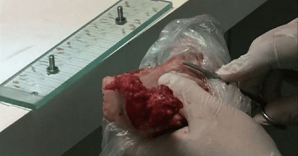 Pericolul din carnea de porc. Analiza care vă ferește de necaz, cât te costă ca să stai liniștit de Crăciun
