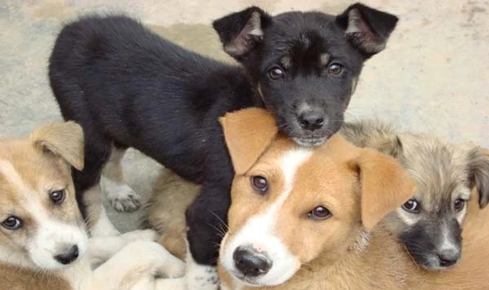 Răzvan Băncescu susține că maidanezii sunt folosiți pentru alte activități