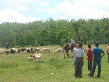 Dăneşti