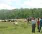 Dăneşti