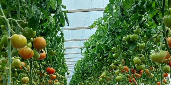 tomatele oltenesti au ajuns in piete - foto arhiva simon idita