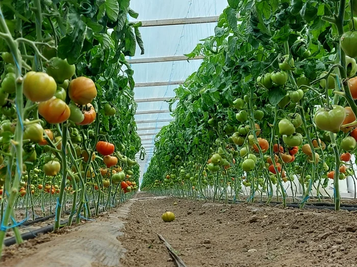 tomatele oltenesti au ajuns in piete - foto arhiva simon idita